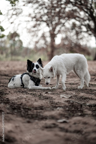 Border Collie and White Swiss Shepherd Dog Enjoying Outdoor Playtime"