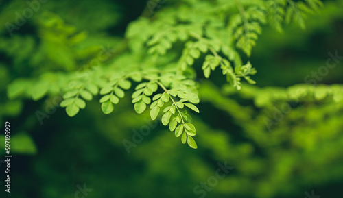 Hanging Moringa Oleifera Leaves - Fresh Green Drumstick Tree - The Miracle Leaves - Background for Adobe Stock photo