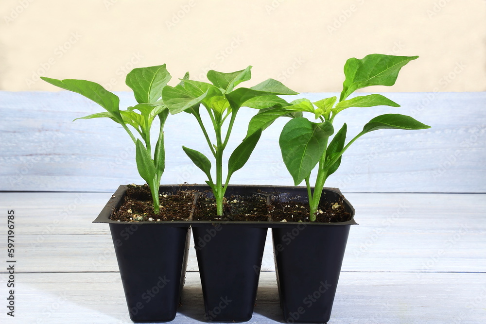 Fototapeta premium chili pepper plant propagating from seeds in pot in potting soil for cultivation in garden