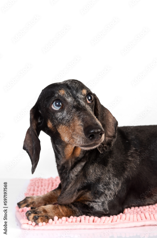 Portrait of an old sad dachshund dog, sausage dog, isolated on a white background