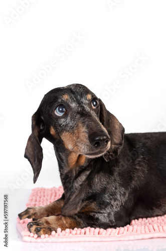 Fototapeta Naklejka Na Ścianę i Meble -  Portrait of an old sad dachshund dog, sausage dog, isolated on a white background
