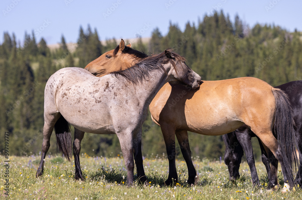 Wild Horses in Summer in the Pryor Mountains Montana Wild Horses in Summer in the Pryor Mountains Montana