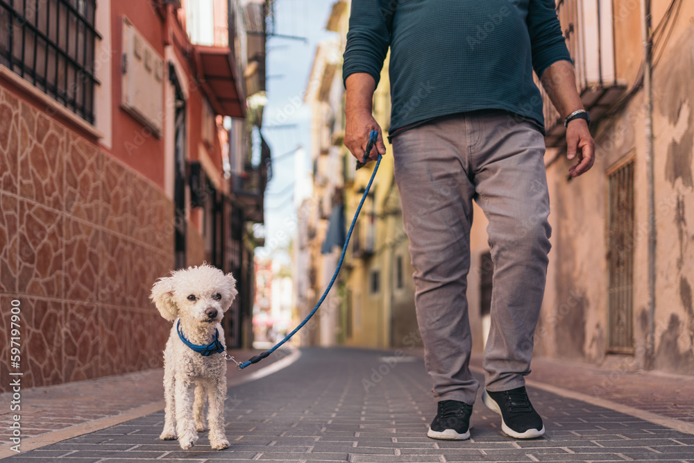 Cropped frontal image of an older man walking his white curly-haired dog. Cropped frontal image of an older man walking his white curly-haired dog.