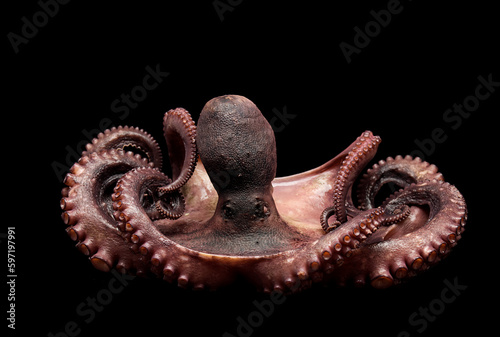octopus seafood tentacles gourmet food