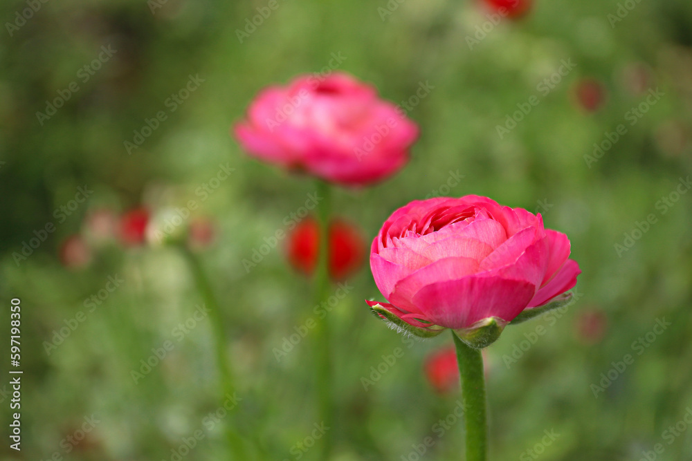 Close up shot of a beautiful blossoming pink ranunculus bud in the field. Persian buttercup flower farm at springtime blooming season. Copy space for text, colorful background. Close up shot of a beautiful blossoming pink ranunculus bud in the field. Persian buttercup flower farm at springtime blooming season. Copy space for text, colorful background.