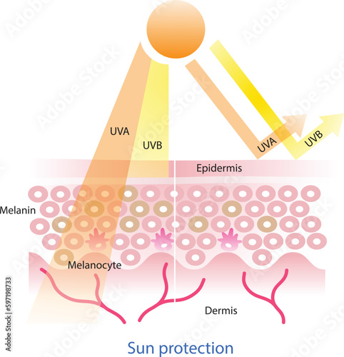 Sun protection and UVA/ UVB radiation penetrate into the skin layer vector on white background. Skin care and beauty concept illustration.