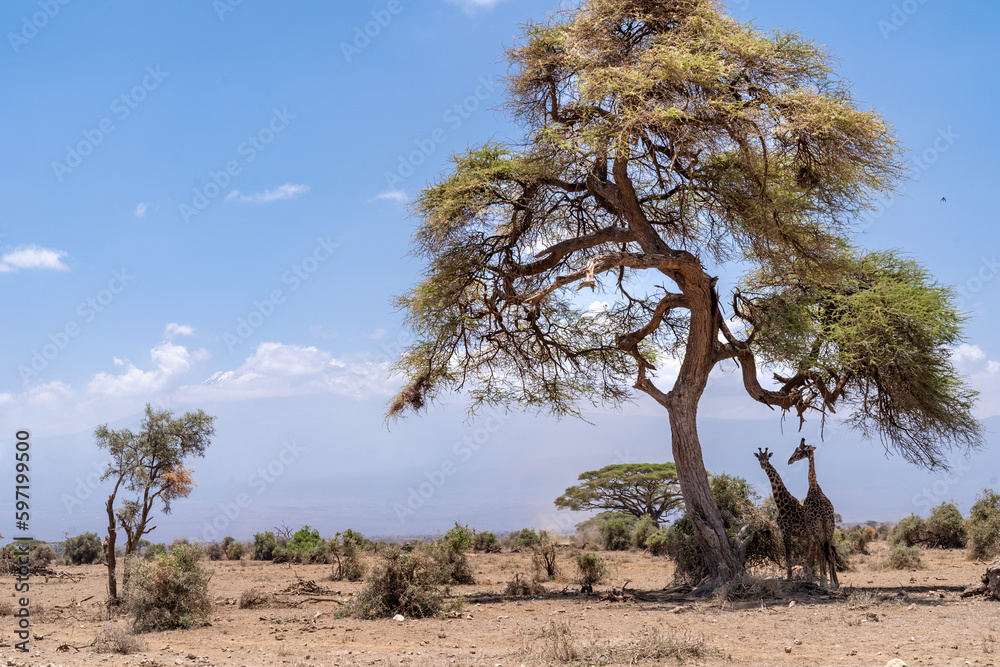 Giraffes take shelter under the shade of a large tree in Amboseli National Park Kenya Giraffes take shelter under the shade of a large tree in Amboseli National Park Kenya