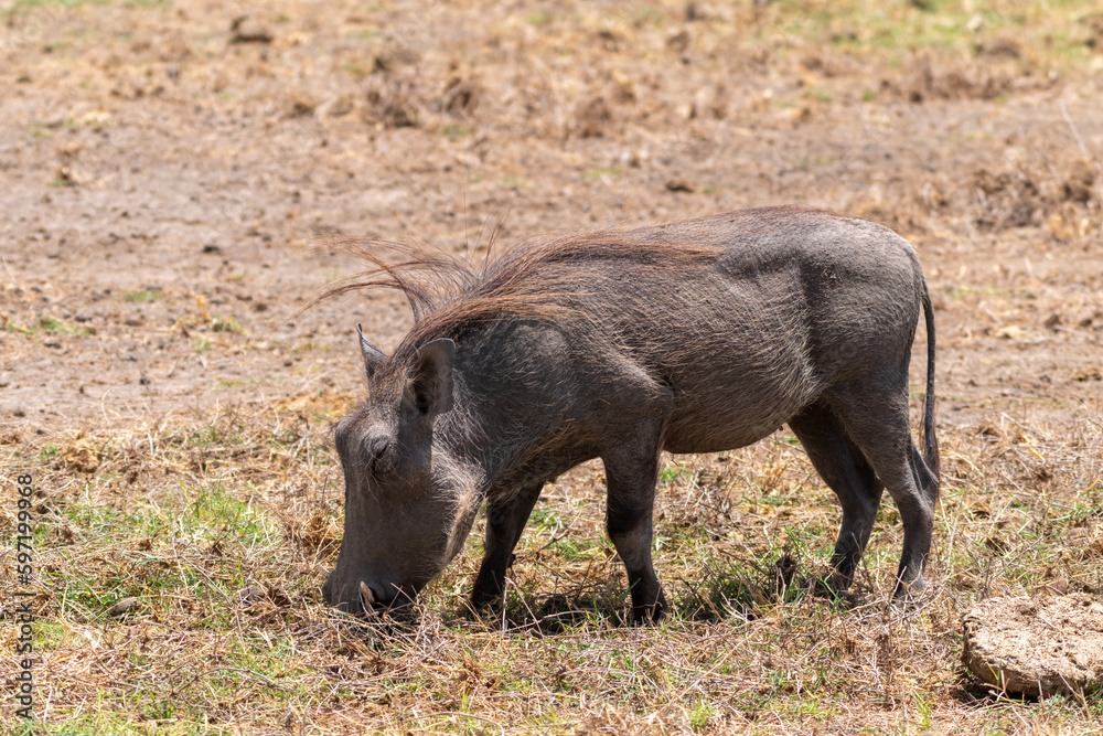Warthog grazes for food in Amboseli National Park Kenya Africa Warthog grazes for food in Amboseli National Park Kenya Africa