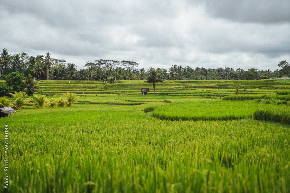 Fototapeta premium indo