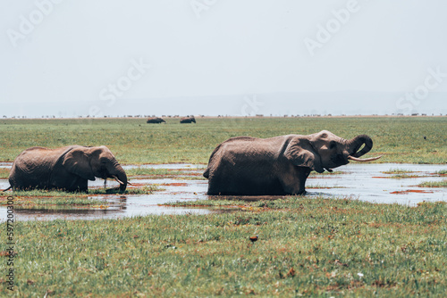 Two elephants drink water from a swamp in Amboseli National Park Kenya Africa