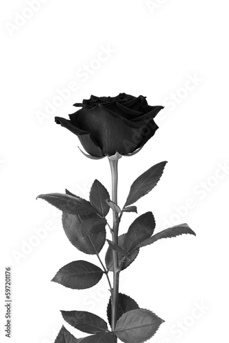 Black rose on the white background. Close-up. Location vertical.
