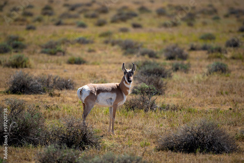 Pronghorn eyeing me