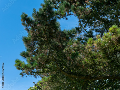 A branch of a tree with cones on a blue sky background. Cones hang on a pine branch. Green tree under blue sky