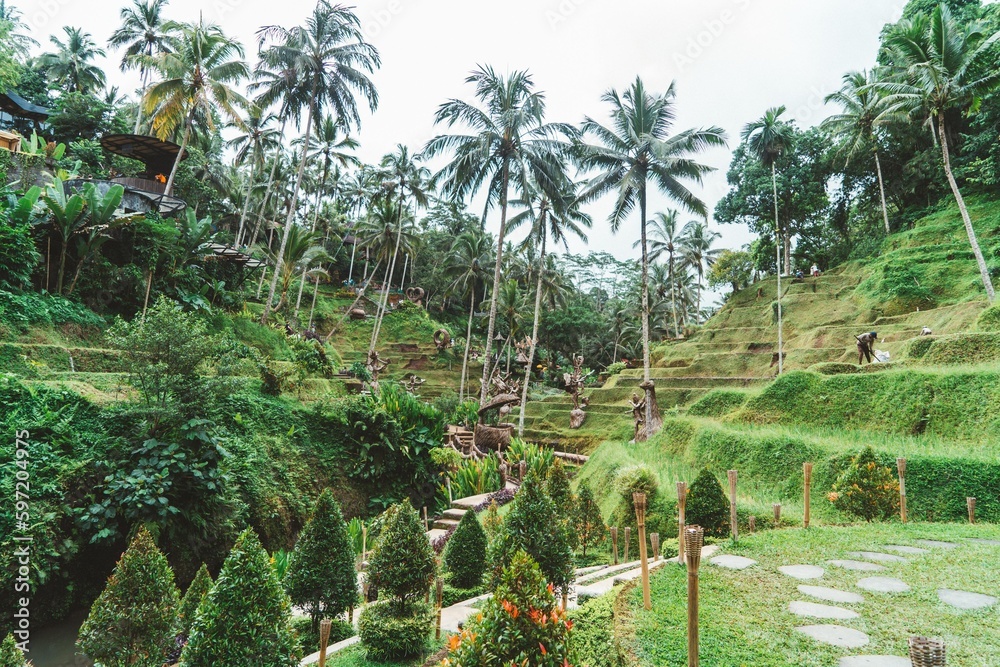 Fototapeta premium arrozales