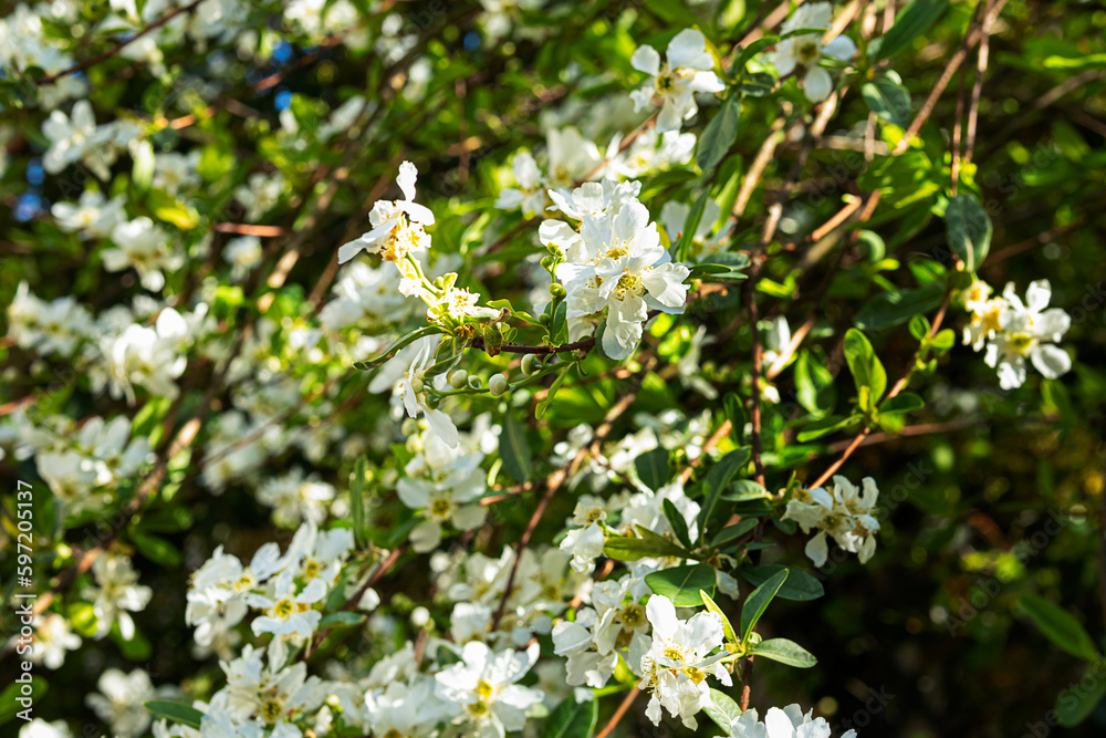 Spring flowering jasmine bush as a natural background
