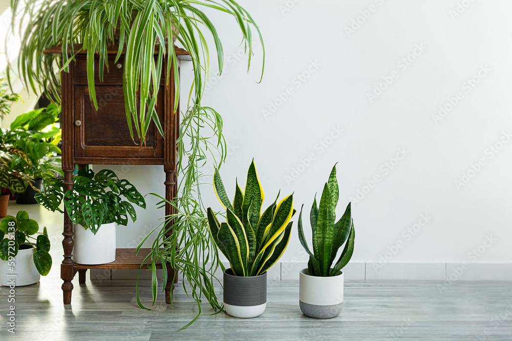 Obraz premium Indoor plants variete - sansevieria, chlorophytum in the room with light walls, indoor garden concept