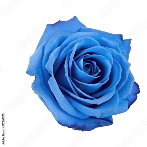 blue rose isolated on white