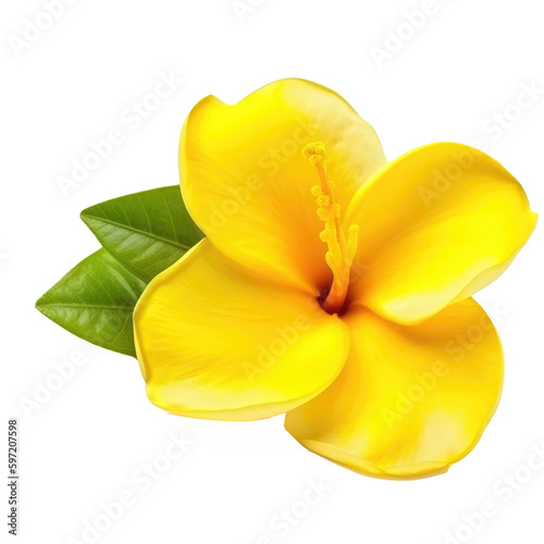 allamanda flower isolated on white