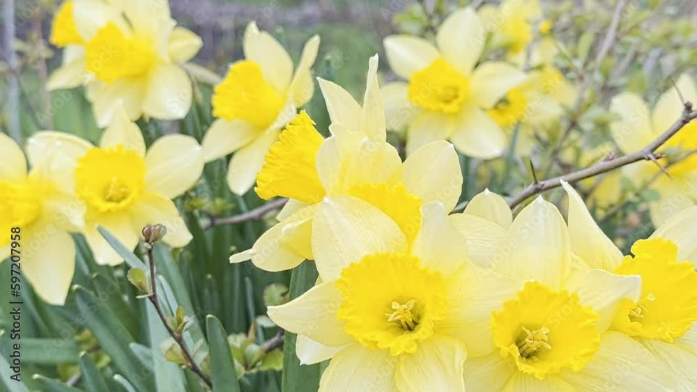 Floral background of yellow daffodils. Spring came. Floral background of yellow daffodils. Spring came.