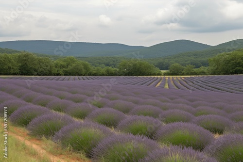 lavender field with rolling hills in the background, created with generative ai