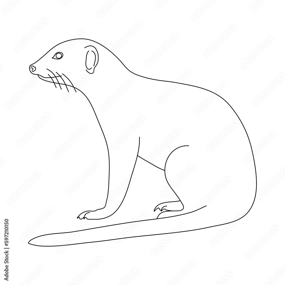 Sketch of Mongoose. Hand drawn vector illustration. Sketch of Mongoose. Hand drawn vector illustration.