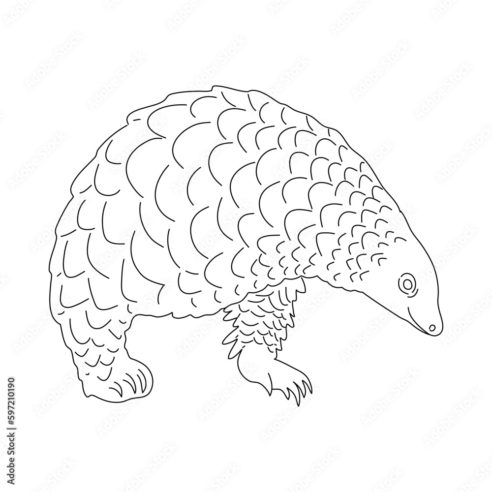 Sketch of Pangolin. Hand drawn vector illustration. Sketch of Pangolin. Hand drawn vector illustration.