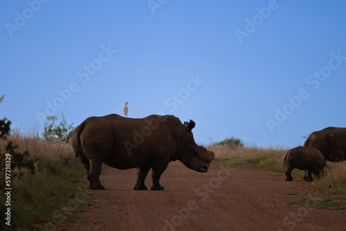 Dehorned Rhinoceros in Rietvlei Nature Reserve