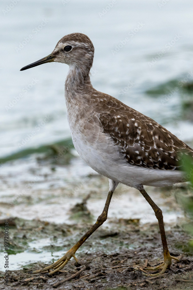 Obraz premium Wood sandpiper (Bosruiter) (Tringa glareola) in Kruger National Park