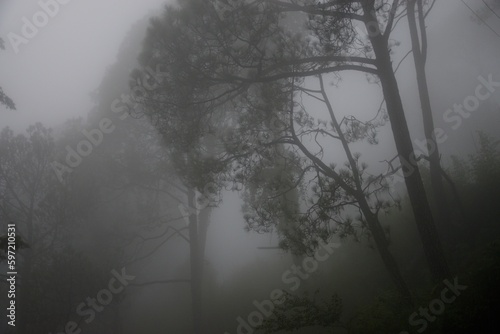 Misty morning in hill station of shimla, india 