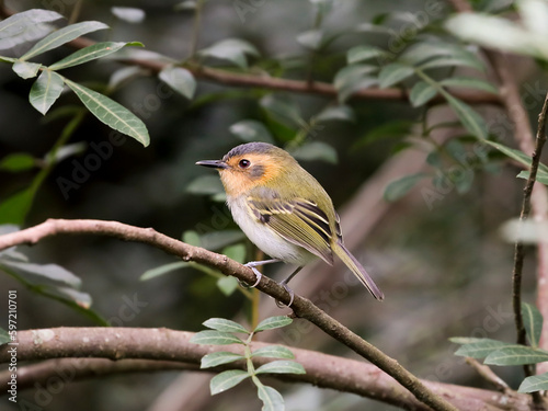 Ochre-faced Tody-Flycatcher - Poecilotriccus plumbeiceps  – tororó
