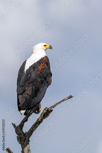 Fish Eagle in Kruger National Park