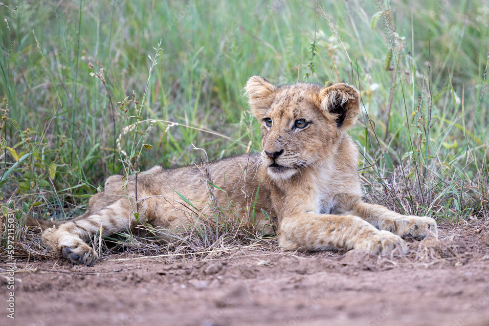 Obraz premium Lion cub in Kruger National Park