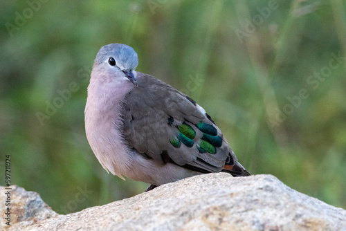 Emerald-spotted wood dove (Groenvlekduifie) (Turtur chalcospilos) in Kruger National Park