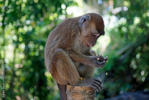 macaque monkey in oslob on cebu island
