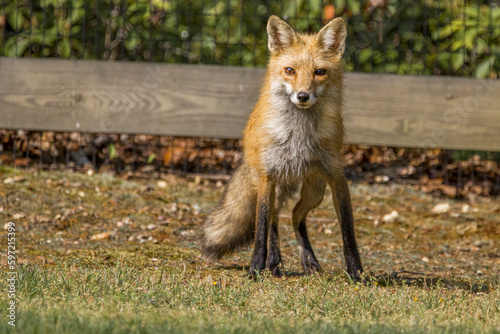 Red fox looking intently at the camera
