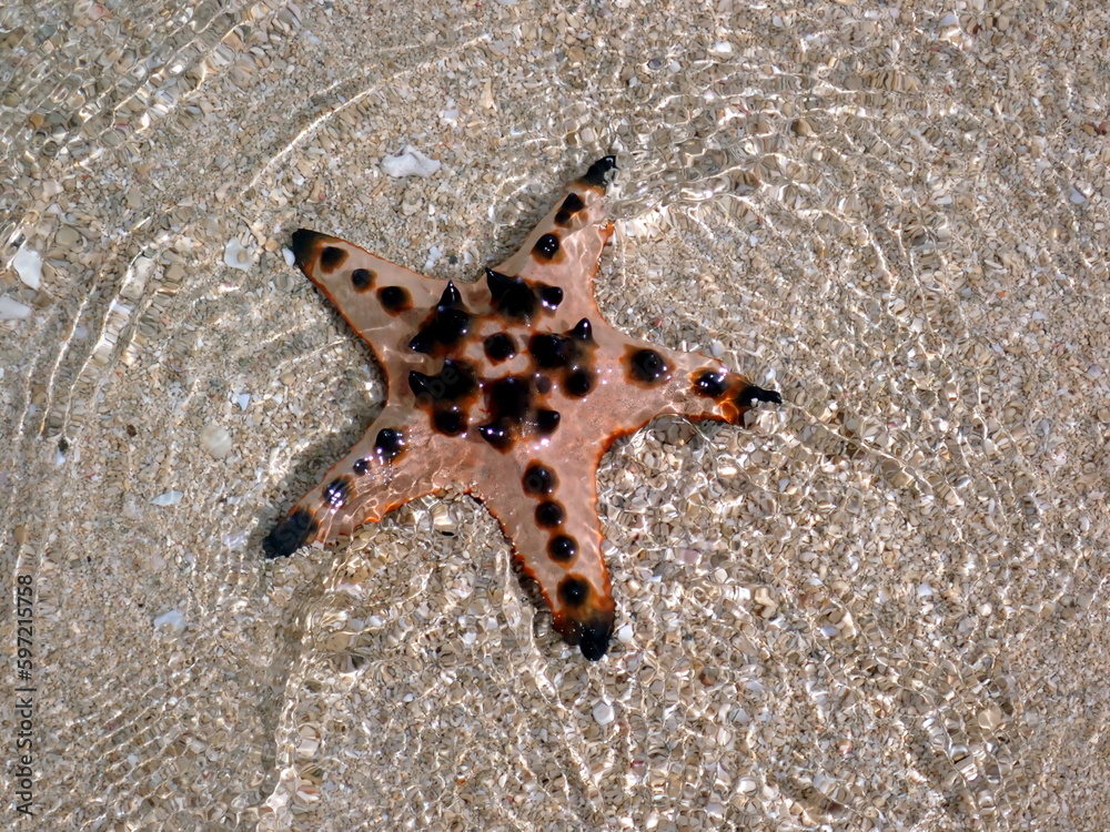colorful starfish in the pacific ocean at moalboal