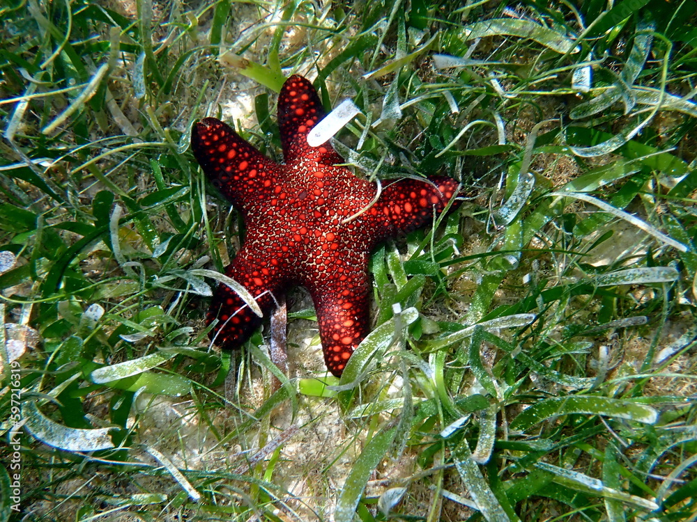 colorful starfish in the pacific ocean at moalboal colorful starfish in the pacific ocean at moalboal