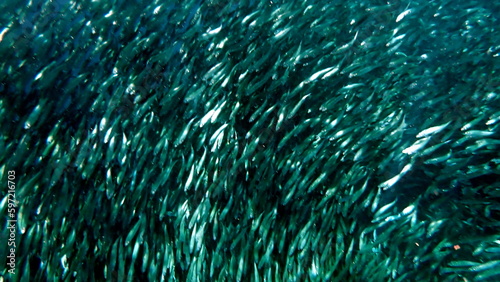 huge school of sardines in moalboal on cebu island