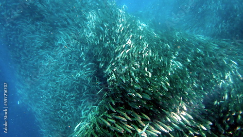 Fotografie, Obraz huge school of sardines in moalboal on cebu island