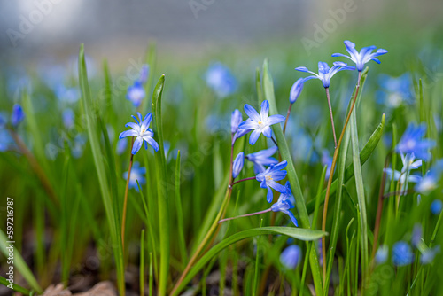 spring flowers in the grass