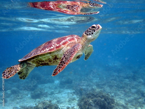sea turtle in the coast near waters at moalboal