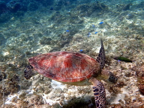 Fototapeta Naklejka Na Ścianę i Meble -  sea turtle in the coast near waters at moalboal