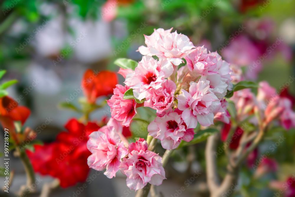 close up pink adenium desert rose close up pink adenium desert rose
