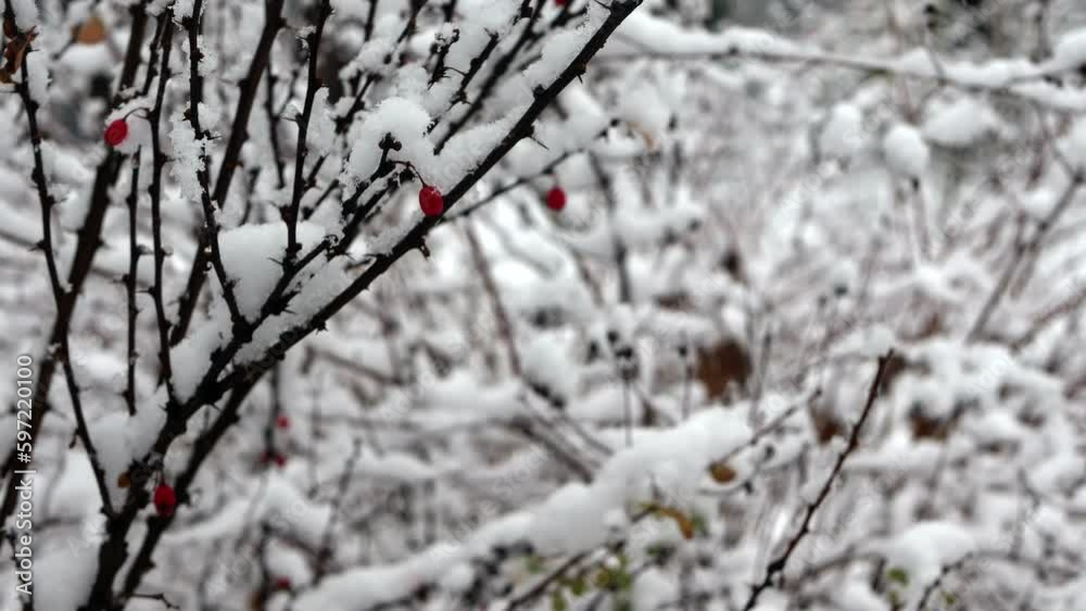 Small red berries were left hanging on the bush in winter. The branches were covered with fallen snow. Small red berries were left hanging on the bush in winter. The branches were covered with fallen snow.