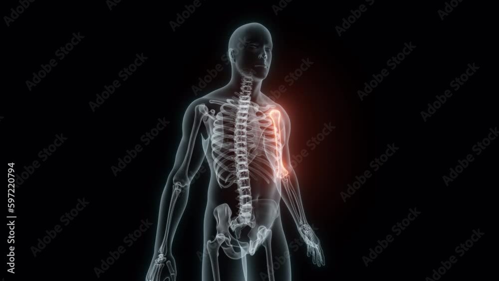 3D rendering of a medical animation of a Humerus. X-ray of a human Humerus. 3D rendering of a medical animation of a Humerus. X-ray of a human Humerus.
