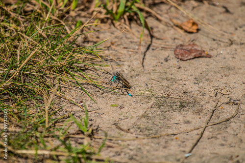 A predatory Robberfly (Asilus) devours a dragonfly Northern coenagrion (Coenagrion pulchellum) photo