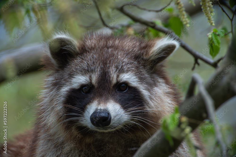 Porträt Waschbär