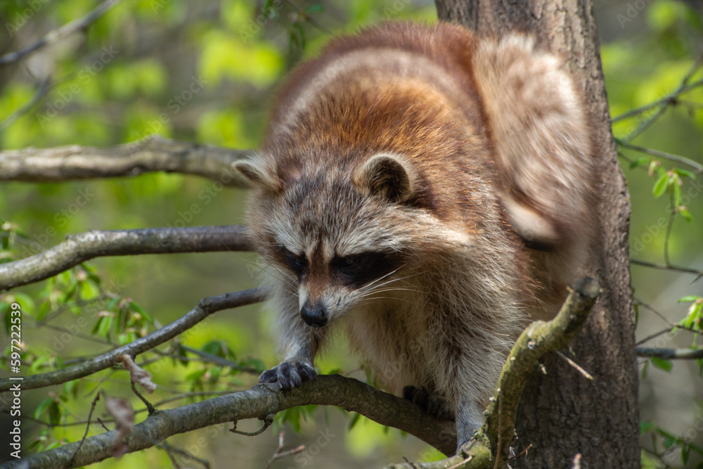 Naklejka premium Waschbär auf dem Baum