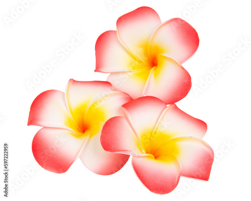 frangipani flower isolated on white background