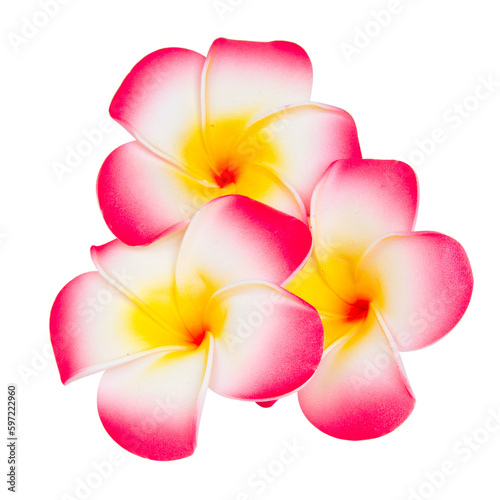 frangipani flower isolated on white background